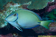 surgeonfish